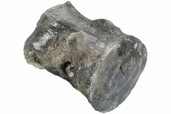Fossil Whale Lumbar Vertebra - Yorktown Formation #224063